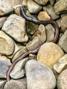 image of worm on rocks
Pati Rader
